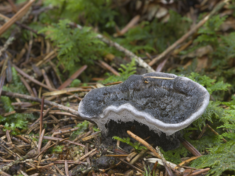 Phellodon niger